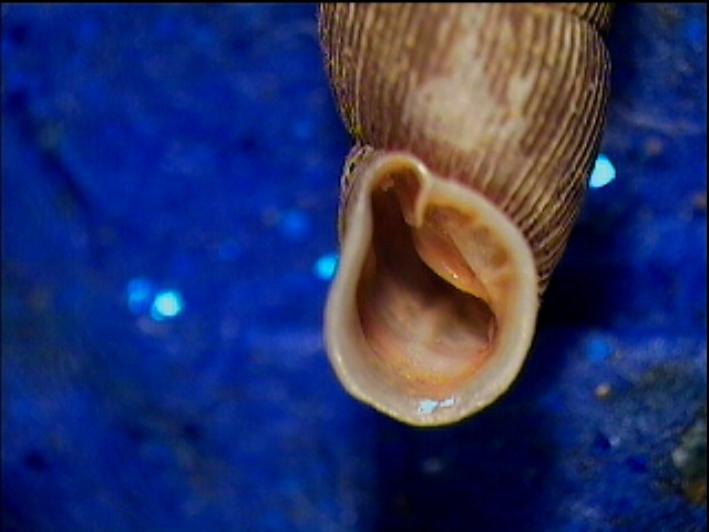 Clausilia bidentata crenulata sotto una corteccia